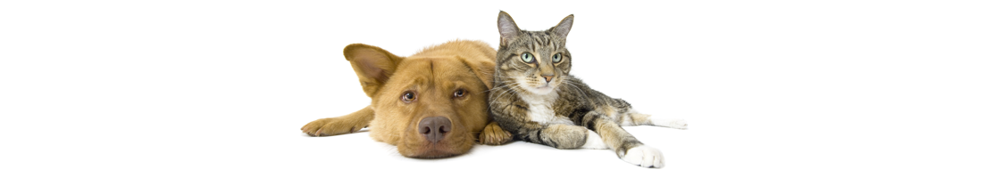 Rocky shores veterinary hotsell hospital